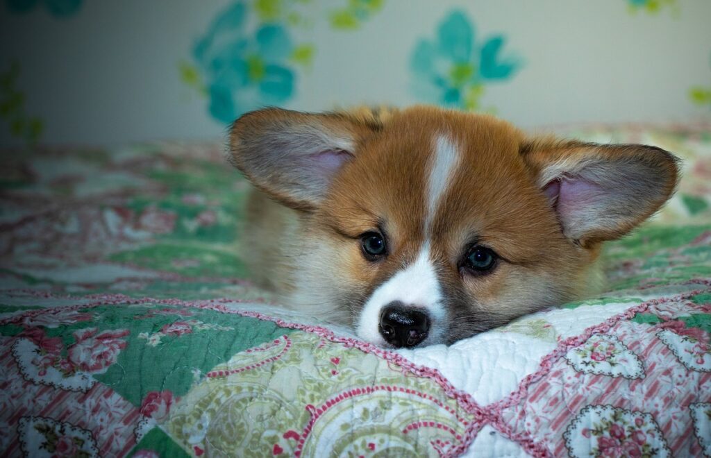 Reddybook Review: Unlocking New Opportunities with 11xPlay Integration